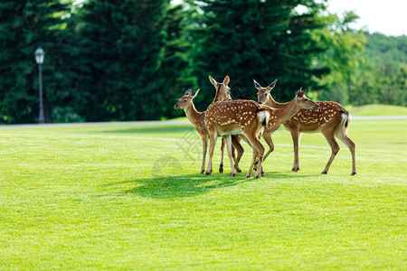 一群美丽的年轻棕色小鹿站在森林图片