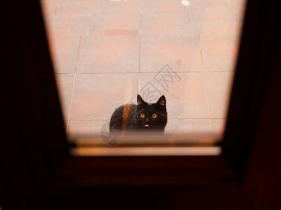 猫在门外的街道上猫问家猫坐在门图片