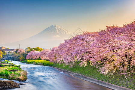 富士山日本春天风景和樱花盛开的河流图片