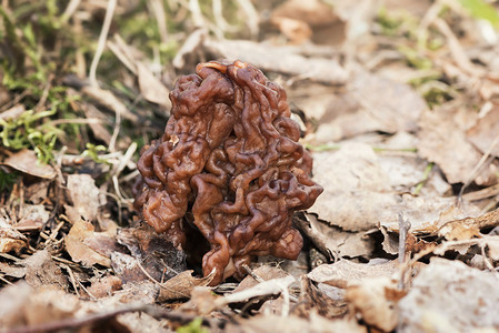 森林中的石羊肚菌有毒Gyromitraesculenta图片