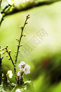 美丽的春天开花的李子树与低自由度背景图片