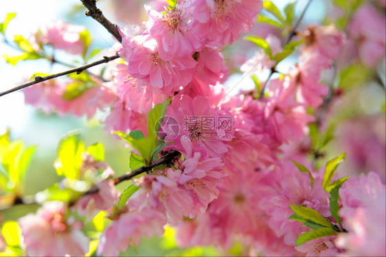 鲜花樱桃树图片