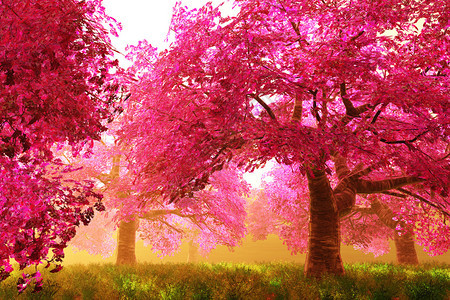 神秘的樱桃花朵树图片