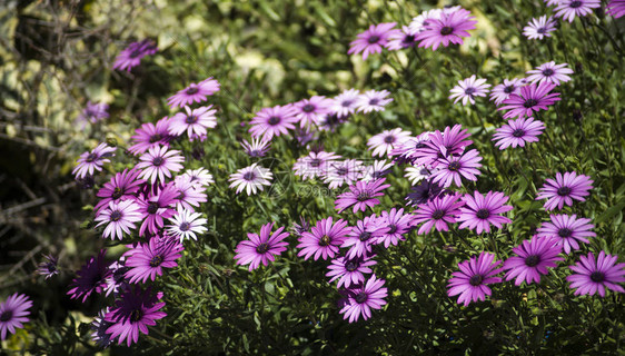 春天有紫色雏菊的角落花园图片