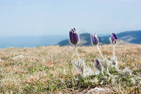 春天的花朵生长在美丽的山上图片