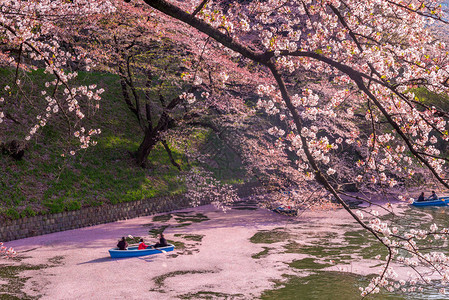 日本东京chidorigafuchi的樱花图片