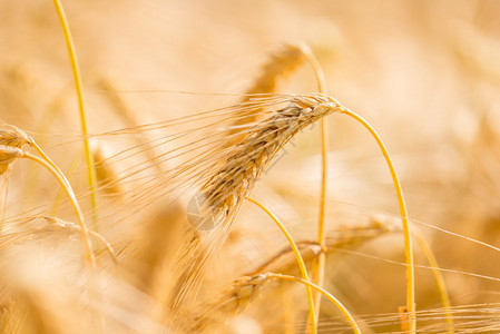 在一个农业地区种植小麦的金图片
