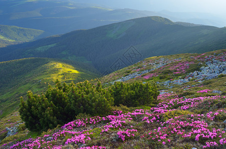 山上有鲜花的夏季风景图片