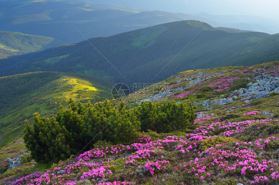 山上有鲜花的夏季风景图片