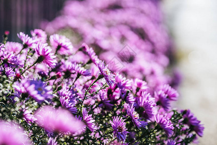 花园里美丽的紫色新图片