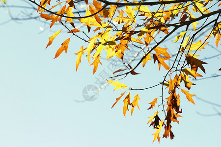 秋天森林里的树叶变色图片