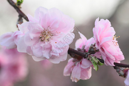 桃树玫瑰花特写照片图片