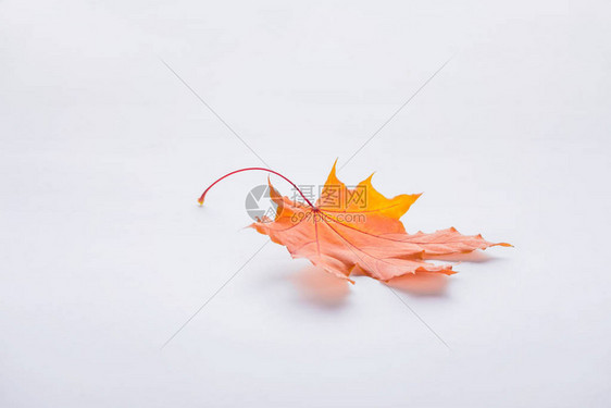 一片白色的秋天橙色枫叶图片
