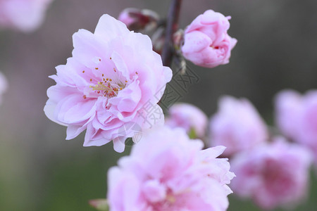 桃树玫瑰花特写照片图片