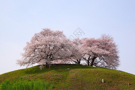 山上的樱桃树埼玉古坟埼玉日本图片