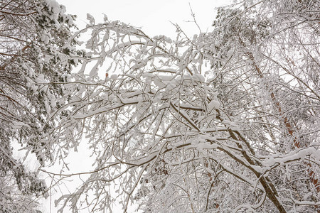 冬季森林自然树木积雪日图片