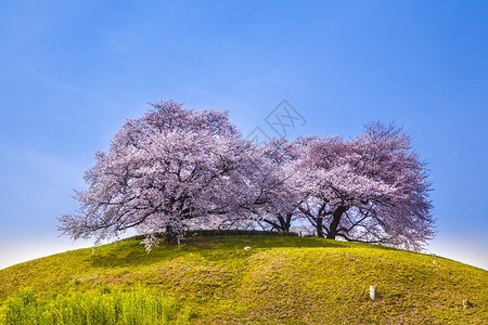 山丘上的樱桃树图片