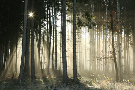 十一月个雾蒙的早晨秋天的森林图片