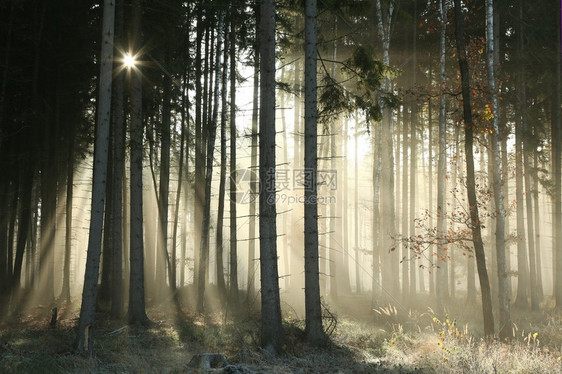 十一月个雾蒙的早晨秋天的森林图片
