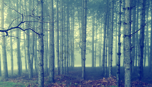 有雾的惊人的神秘森林图片