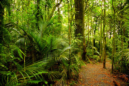 新西兰热带森林图片