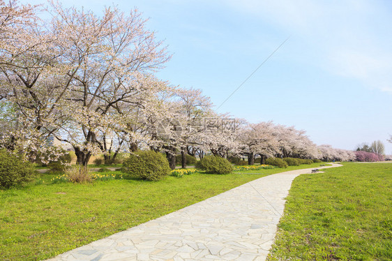 日本岩手县北上天正地樱花盛开之路图片