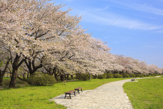 日本岩手县北上天正地樱花盛开之路图片