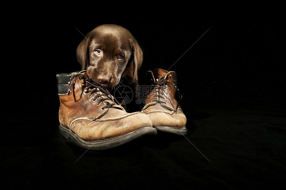 棕色拉布多小狗的肖像咀嚼旧鞋用黑图片