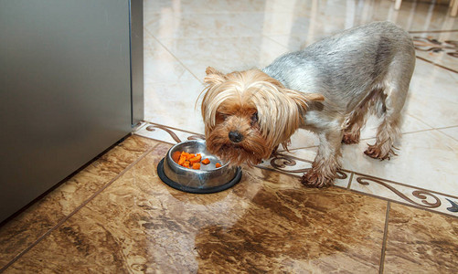 约克夏犬从碗里吃东西室内特写图片