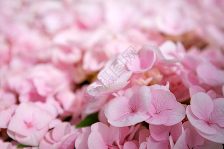 粉色花朵的羽花背景接近身粉红色图片