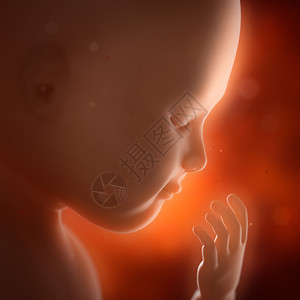 怀孕妇女肚子中的图片