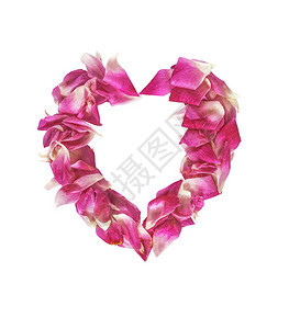 粉红花瓣玫瑰花在白色和剪切图片