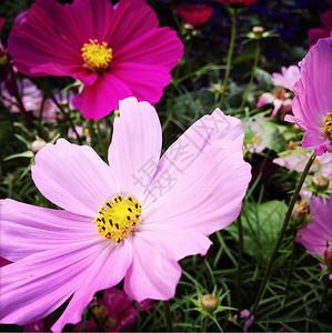 花园里的花特写图片