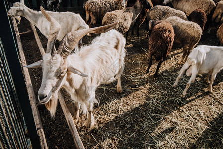 山羊和群在农场的畜栏里吃草图片