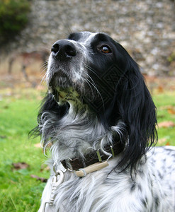 美丽的纯种英国塞特犬猎犬图片