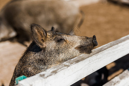 在农场木围栏附近站立的灰小猪圈背景图片