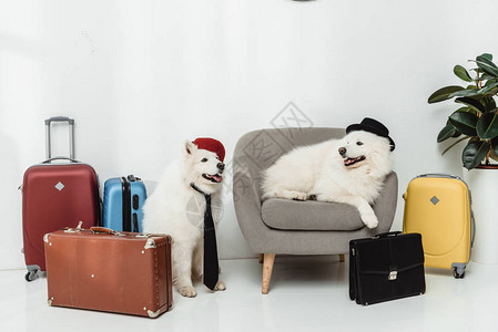 可爱的时装清凉的狗手提箱坐着图片