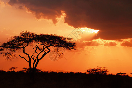 美丽的非洲日落图片
