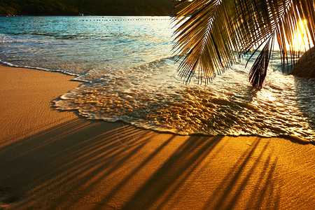塞舌尔海滩的美丽日落棕榈图片