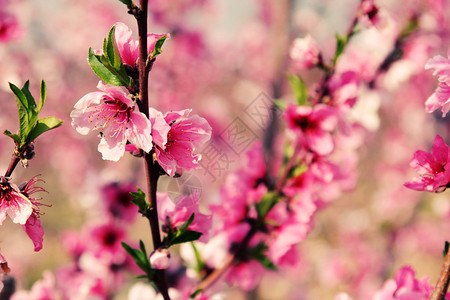 美丽的樱花树枝特写图片