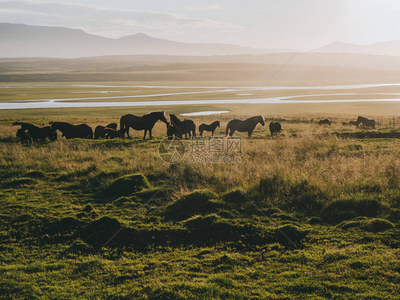 冰岛马在雾蒙的早晨在山牧场上吃草图片