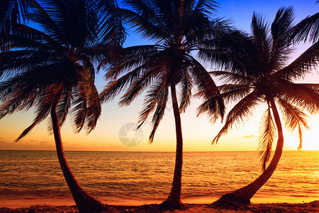 通过椰子树的热带日出图片