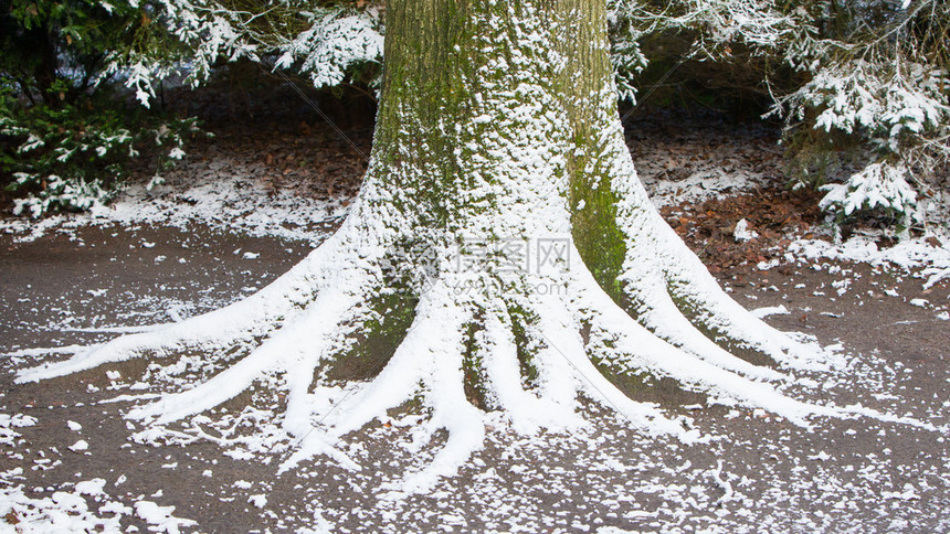 在雪盖的一棵老树的根高清图片下载正版图片503401544摄图网