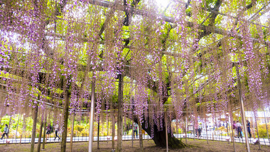 春花系列花园里的紫藤花架图片