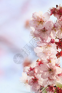 樱花樱花美丽的粉红色花朵图片