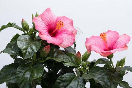 孤立在白色背景上的粉红色芙蓉花图片