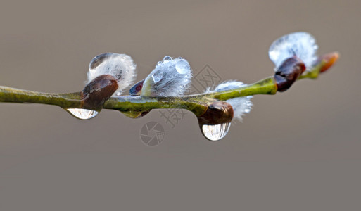 早春雨滴褪色柳枝的特写图片
