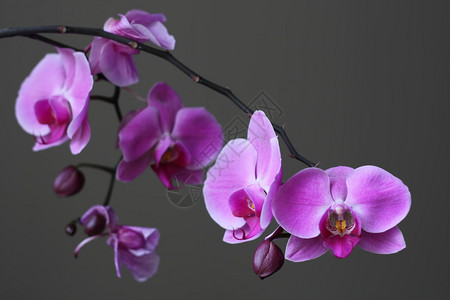 最优美的紫兰花景象完美地为宁静的背景或像概念图片
