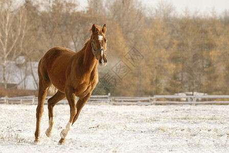 马在清晨阳光下的雪覆盖田上奔跑12图片