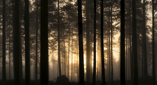 清晨的迷雾森林图片